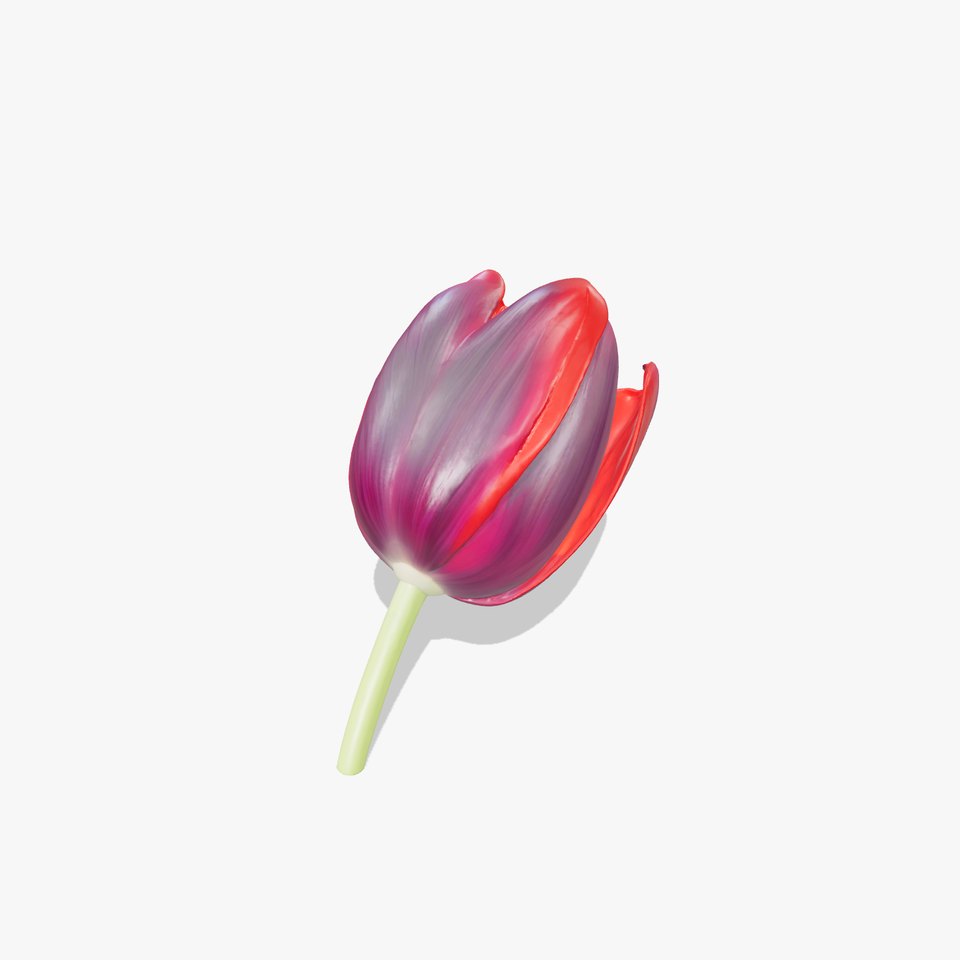 Tulipa Black Petal Sculpture model pack